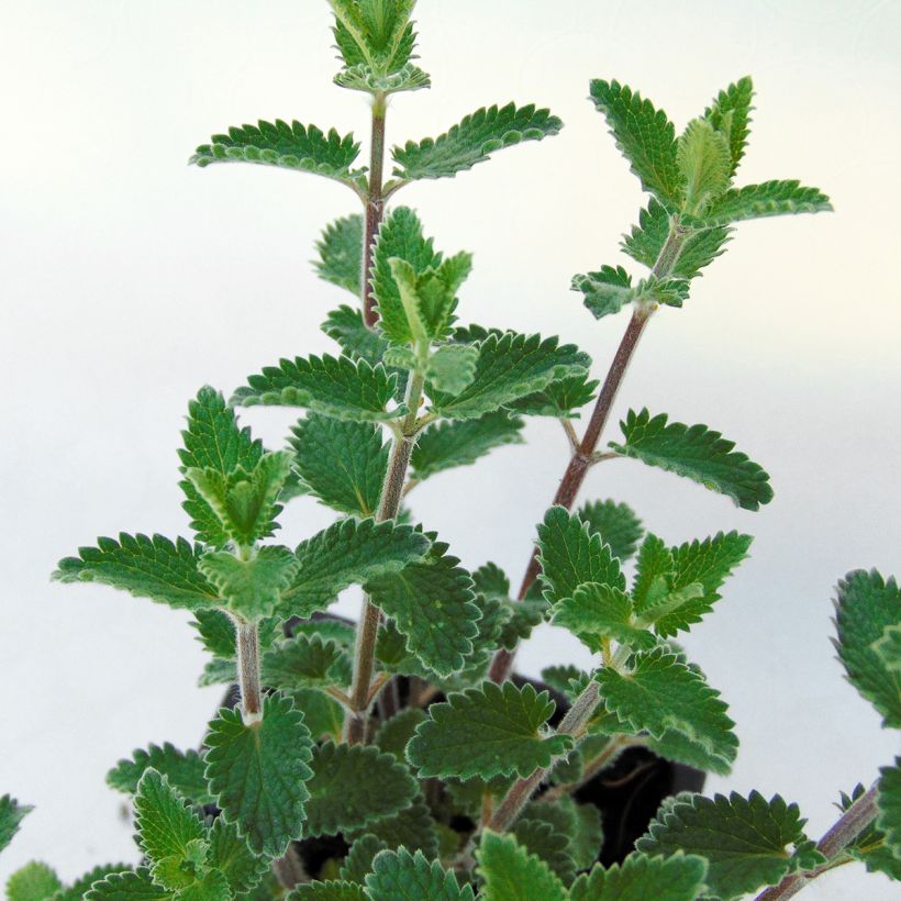 Nepeta faassenii Cat's Meow (Foliage)