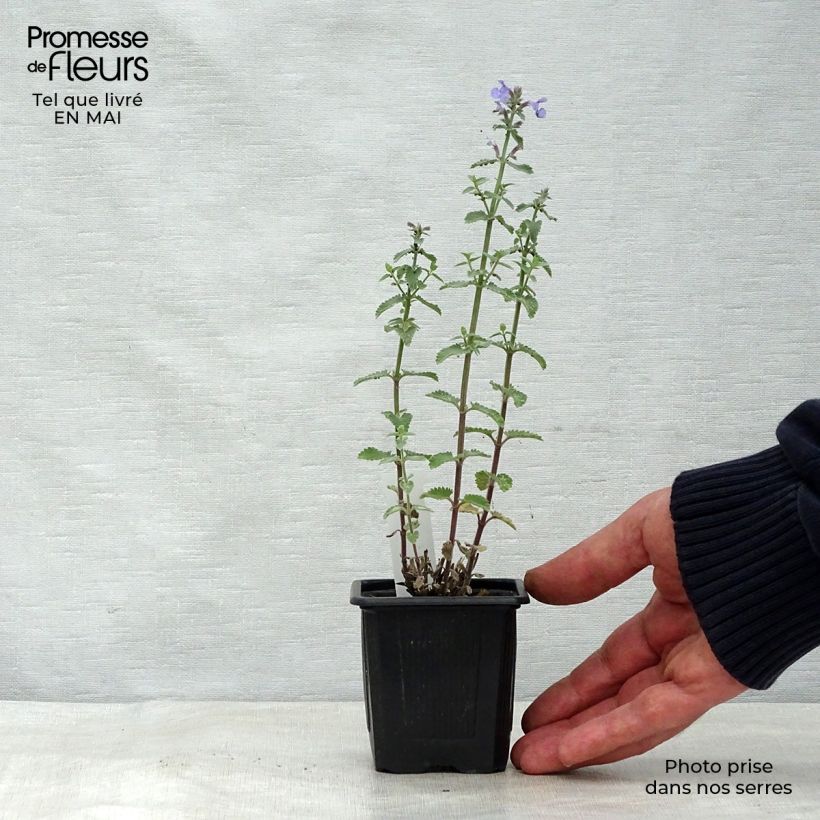 Example of Nepeta faassenii Cat's Meow Vasetto da 8/9 cm as you get in printemps