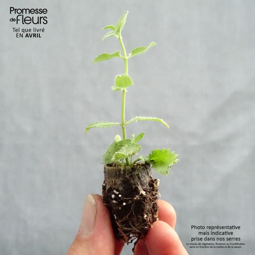 Example of Nepeta faassenii Cat's Meow Mini zolla Ø 1,5/2,5 cm as you get in printemps