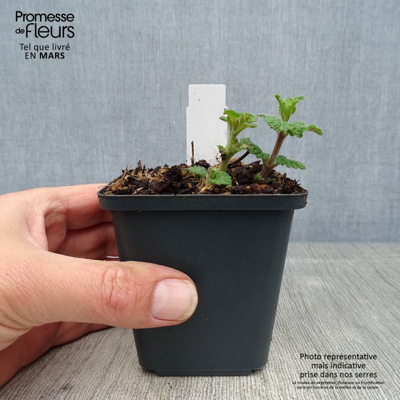 Nepeta faassenii Cat's Pajamas Vasetto da 8/9 cm esemplare consegnato in primavera