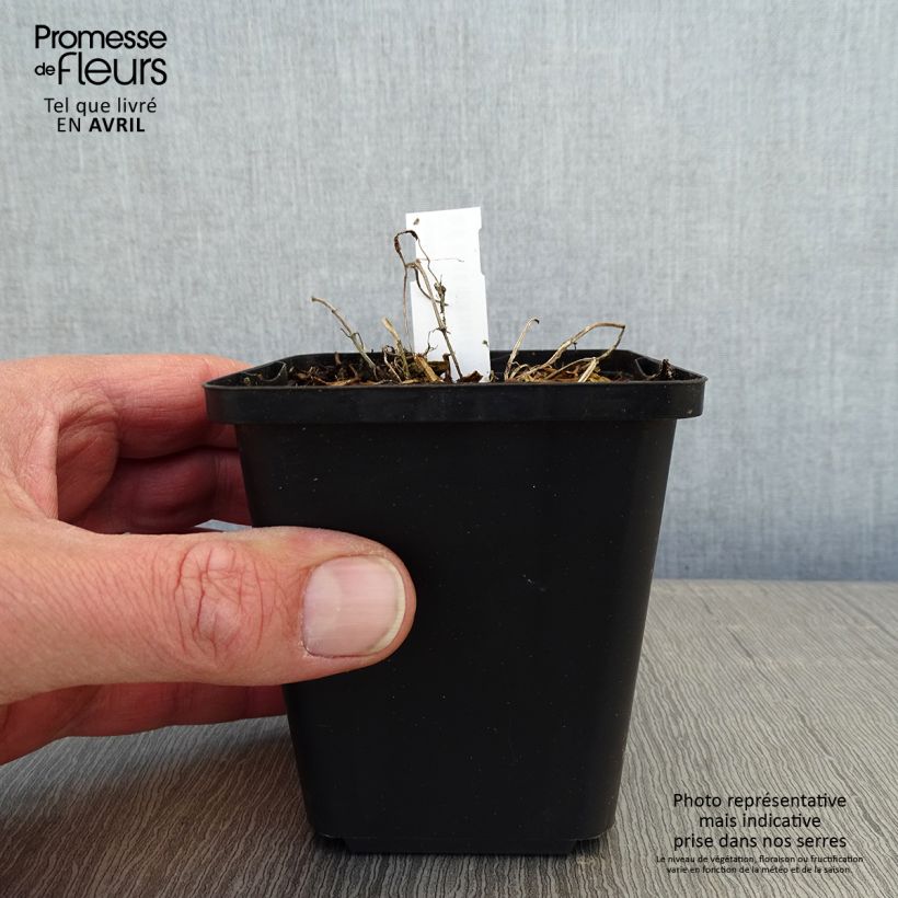 Example of Nepeta faassenii - Erba dei gatti Vasetto da 8/9 cm as you get in printemps