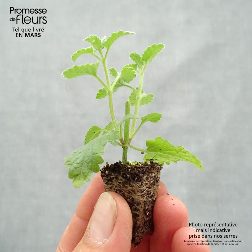 Example of Nepeta faassenii Six Hill's Giant Mini zolla Ø 1,5/2,5 cm as you get in printemps