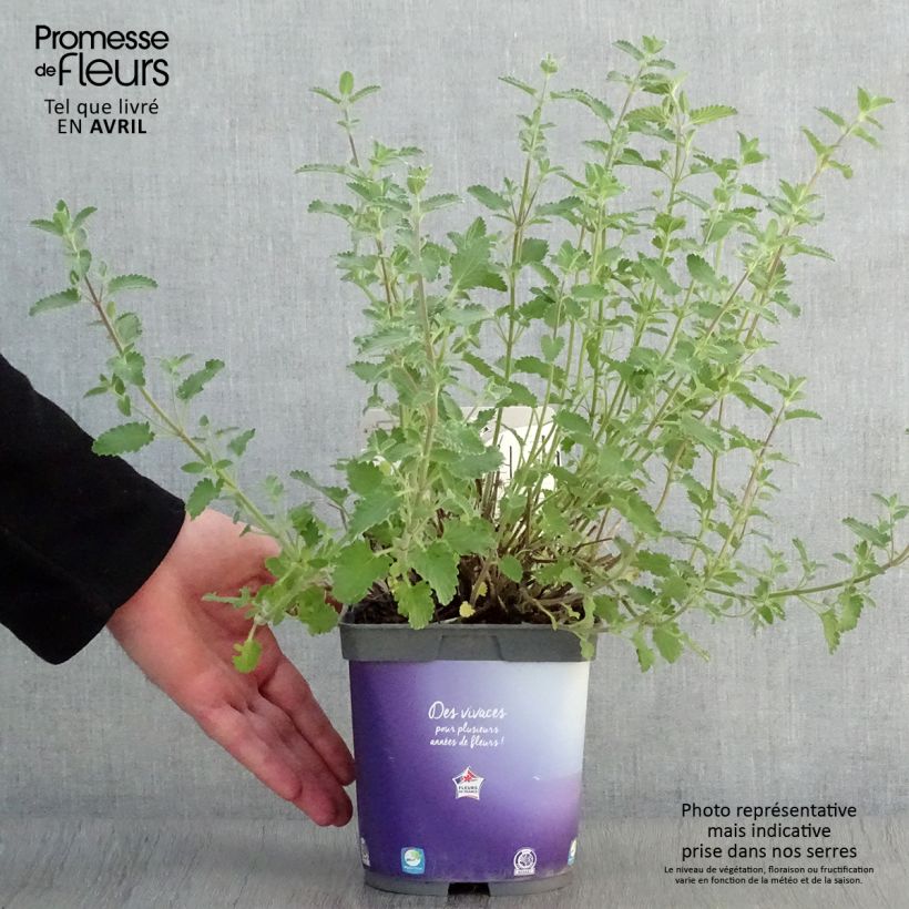 Example of Nepeta faassenii Six Hill's Giant Vaso da 2L/3L as you get in printemps