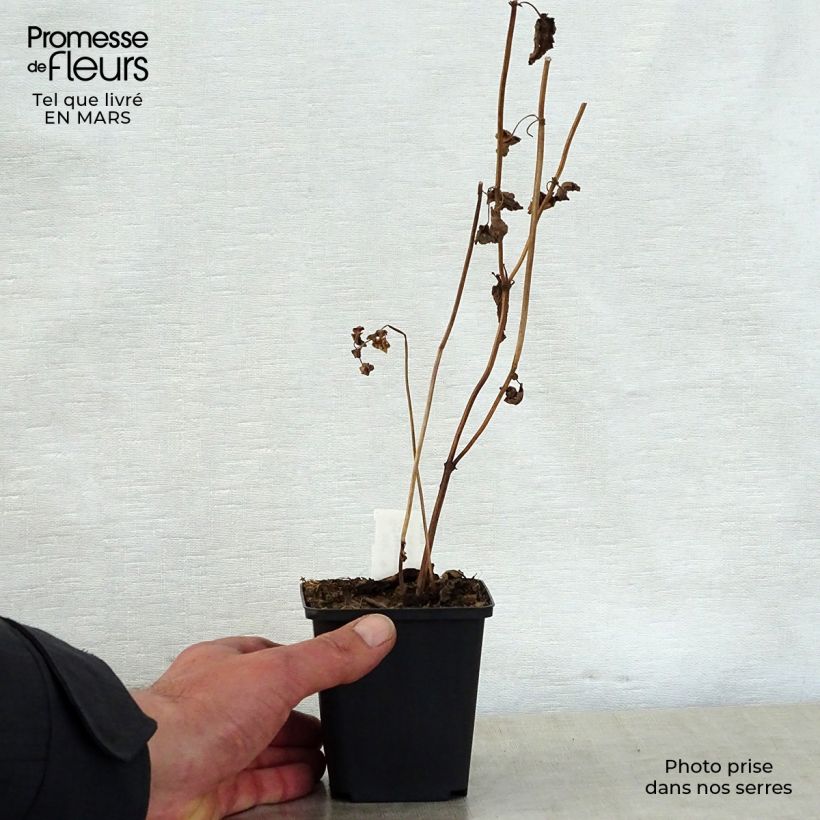 Nepeta govaniana Vasetto da 8/9 cm esemplare consegnato in primavera