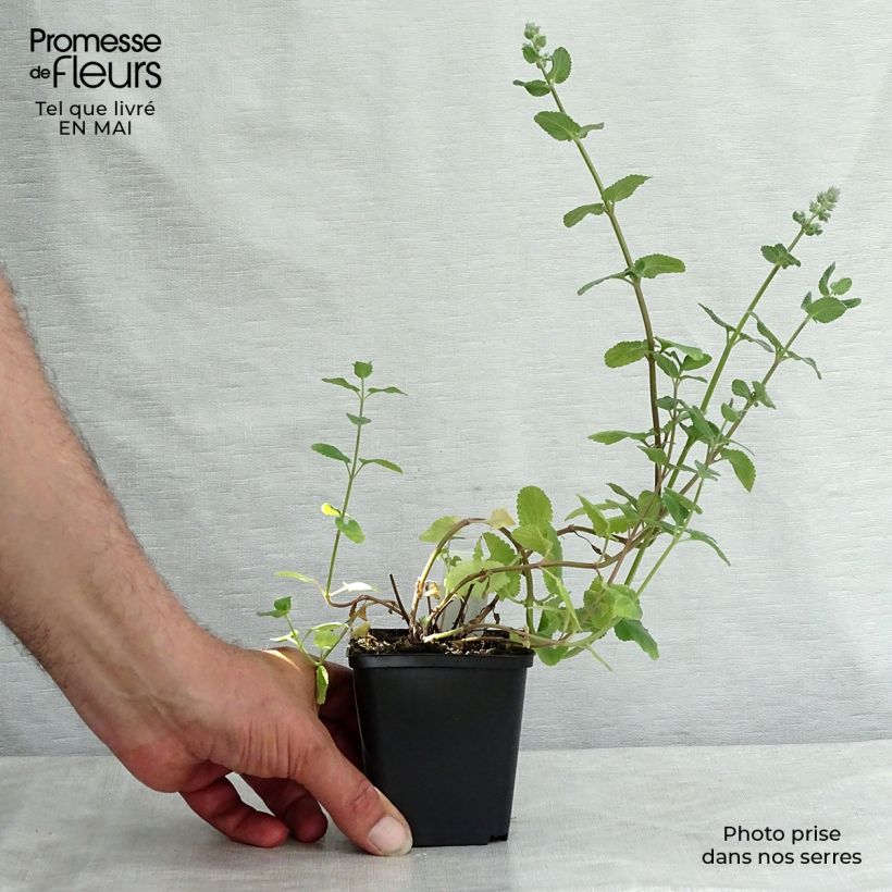 Nepeta grandiflora Summer Magic Vasetto da 8/9 cm esemplare consegnato in primavera