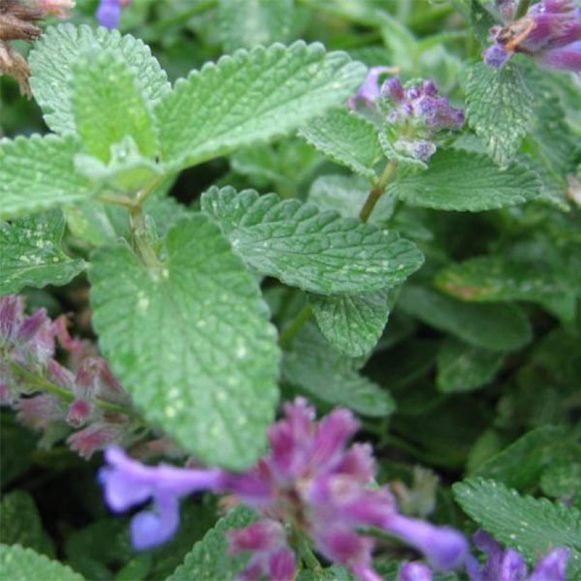 Nepeta grandiflora Wild Cat (Foliage)