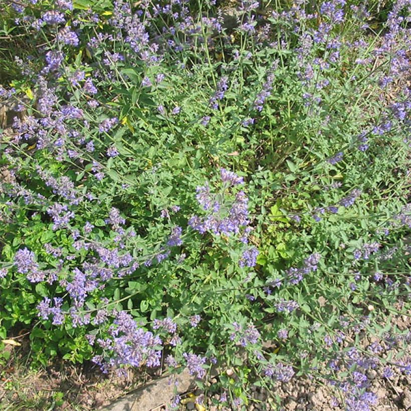 Nepeta grandiflora Wild Cat (Plant habit)