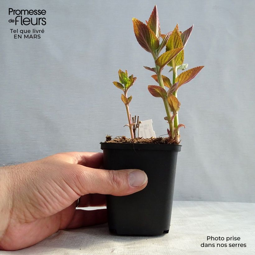 Nepeta manchuriensis Manchu Blue Vasetto da 8/9 cm esemplare consegnato in primavera