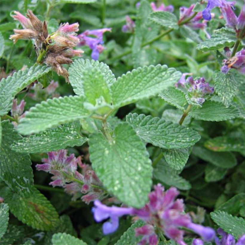 Nepeta mussini - Erba dei gatti (Foliage)