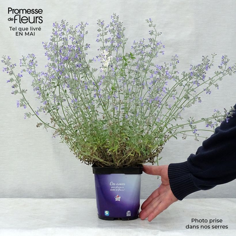 Example of Nepeta mussini - Erba dei gatti Vaso da 2L/3L as you get in printemps