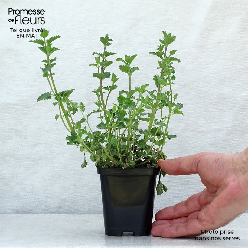 Example of Nepeta mussini - Erba dei gatti Vasetto da 8/9 cm as you get in printemps
