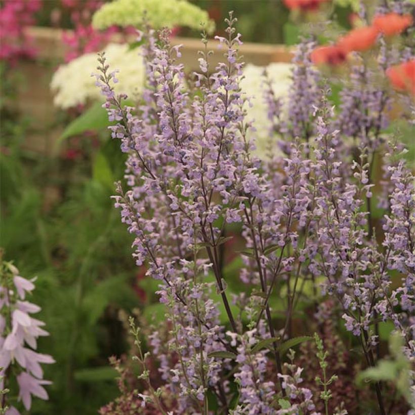 Nepeta nuda Purple Cat (Plant habit)
