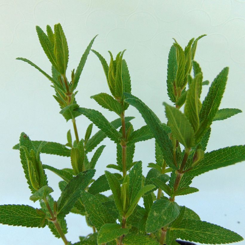Nepeta nuda Purple Cat (Foliage)