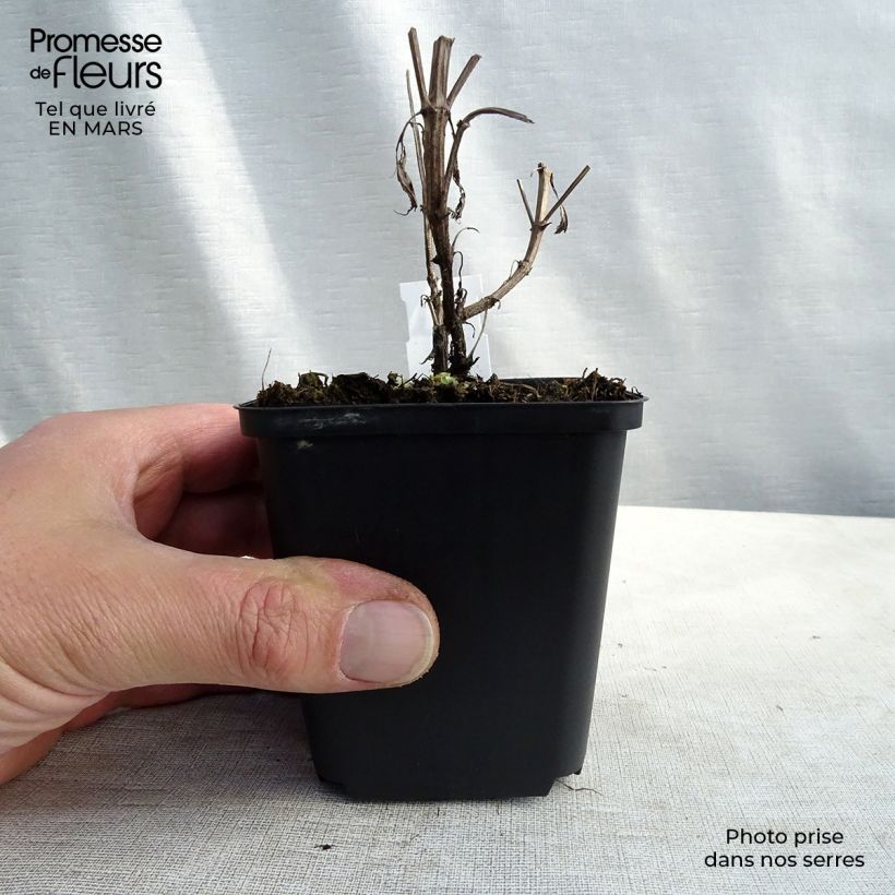 Example of Nepeta nuda Purple Cat Vasetto da 8/9 cm as you get in printemps