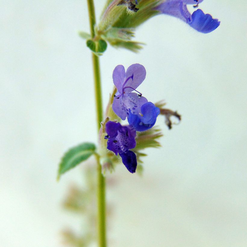 Nepeta racemosa Grog (Flowering)
