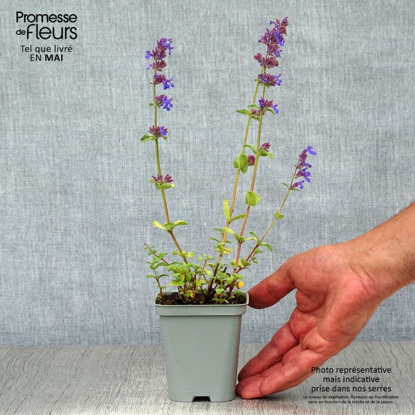 Example of Nepeta racemosa Grog Vasetto da 8/9 cm as you get in printemps