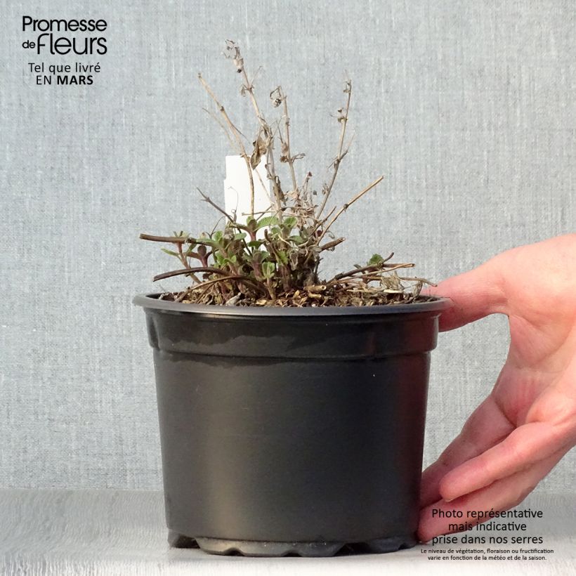 Example of Nepeta racemosa Grog Vaso da 2L/3L as you get in printemps