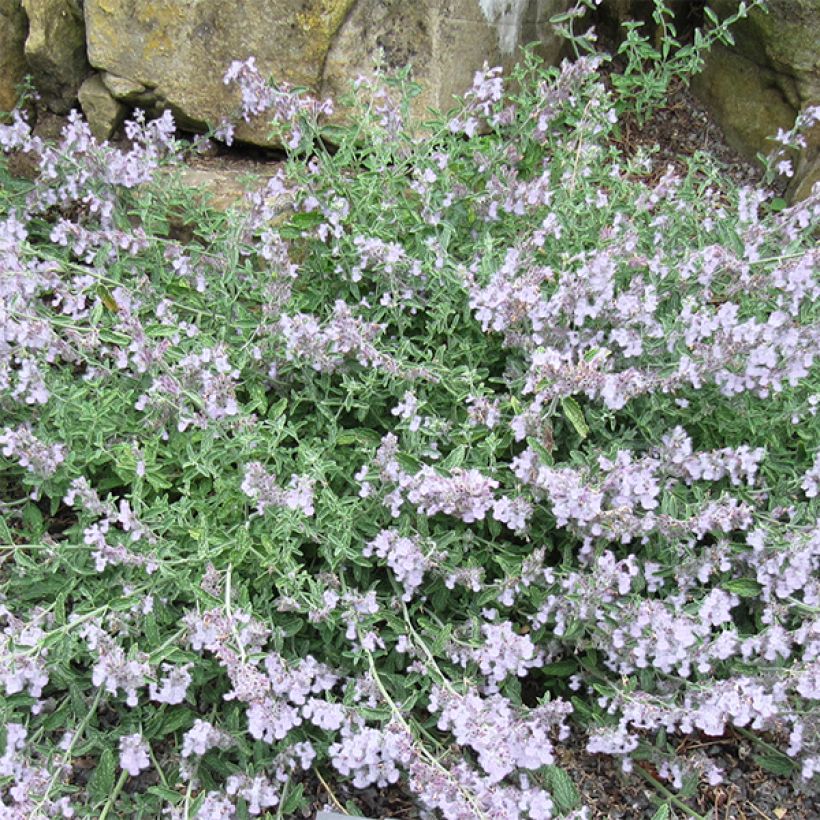 Nepeta racemosa Snowflake (Flowering)