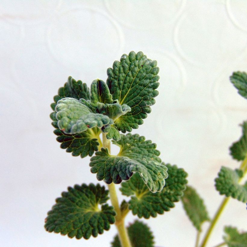 Nepeta racemosa Snowflake (Foliage)