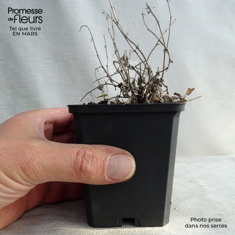 Example of Nepeta racemosa Snowflake Vasetto da 8/9 cm as you get in printemps