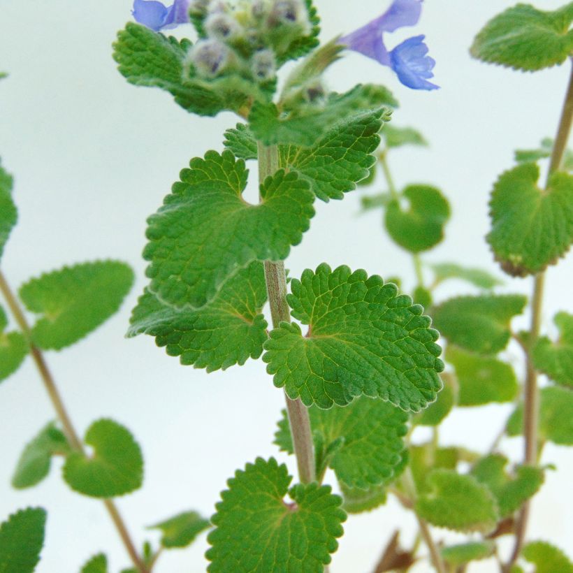 Nepeta racemosa Superba (Foliage)