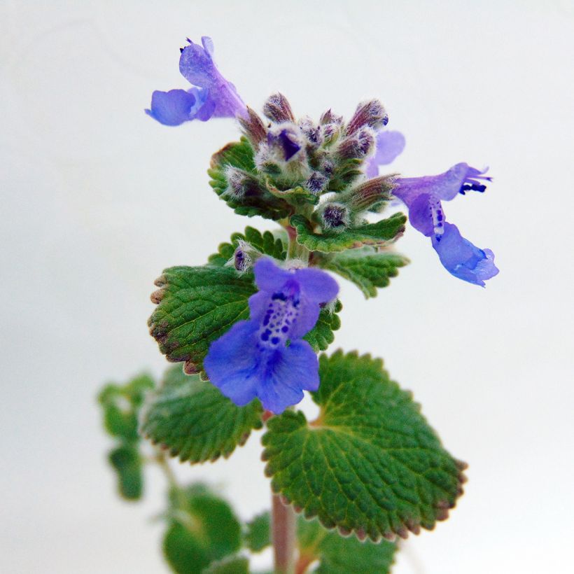 Nepeta racemosa Superba (Flowering)