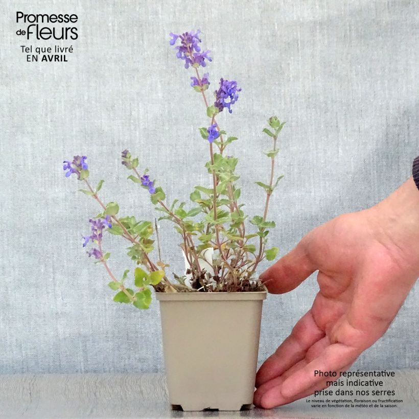 Example of Nepeta racemosa Superba Vasetto da 8/9 cm as you get in printemps