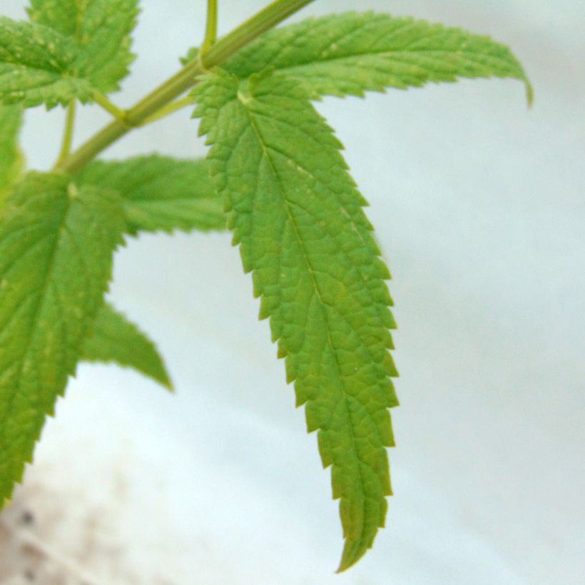 Nepeta sibirica Souvenir d Andre Chaudron (Foliage)