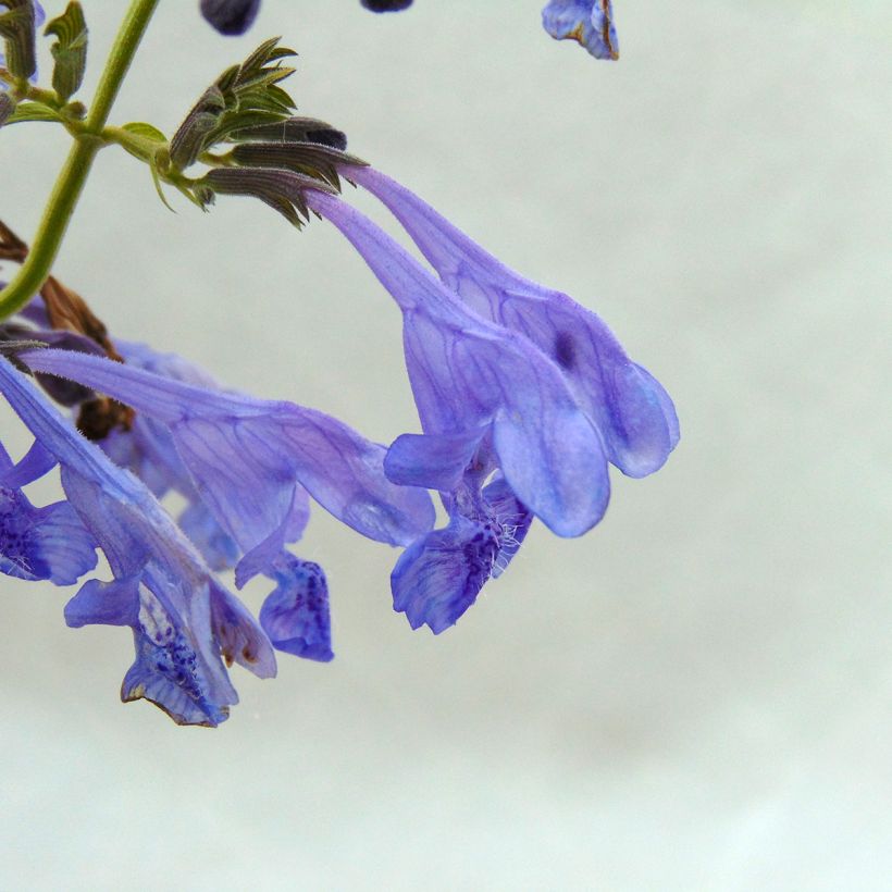 Nepeta sibirica Souvenir d Andre Chaudron (Flowering)