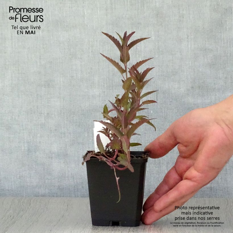 Example of Nepeta sibirica Souvenir d Andre Chaudron Vasetto da 8/9 cm as you get in printemps