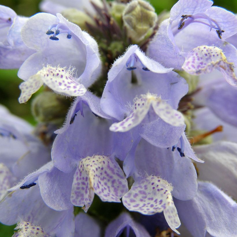 Nepeta subsessilis Blue Panther (Fioritura)