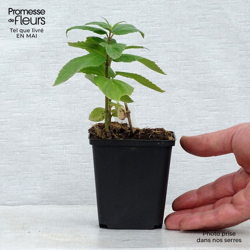 Nepeta subsessilis Vasetto da 8/9 cm esemplare consegnato in primavera