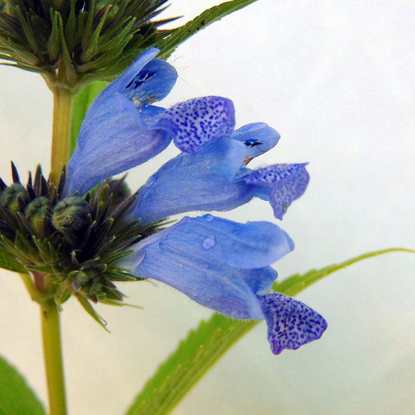 Nepeta subsessilis Laufen (Flowering)