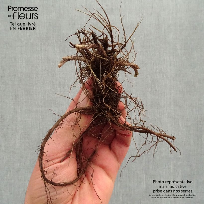 Example of Nepeta faassenii Dropmore Piante piccole a radice nuda as you get in hiver