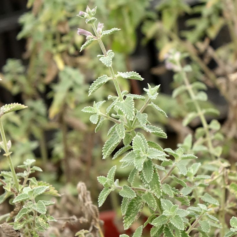 Nepeta faassenii Dropmore (Foliage)