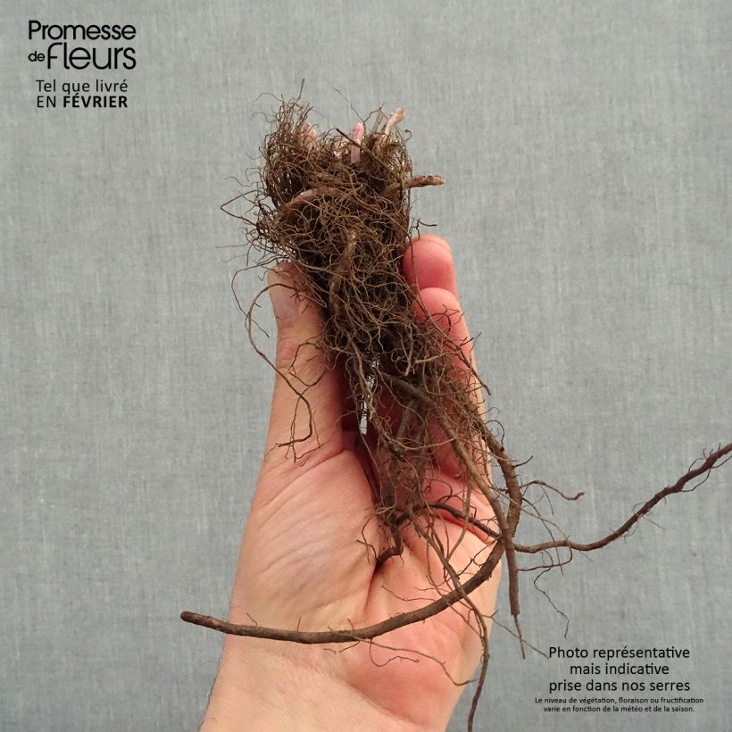 Nepeta faassenii Junior Walker Piante piccole a radice nuda esemplare consegnato in inverno