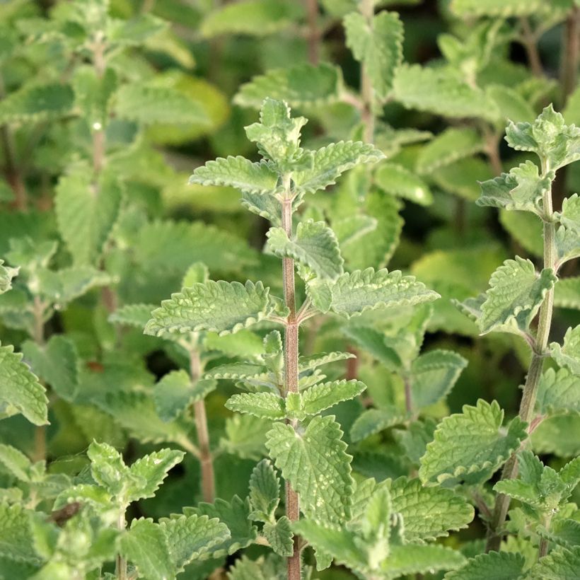 Nepeta faassenii Walker's Low (Fogliame)
