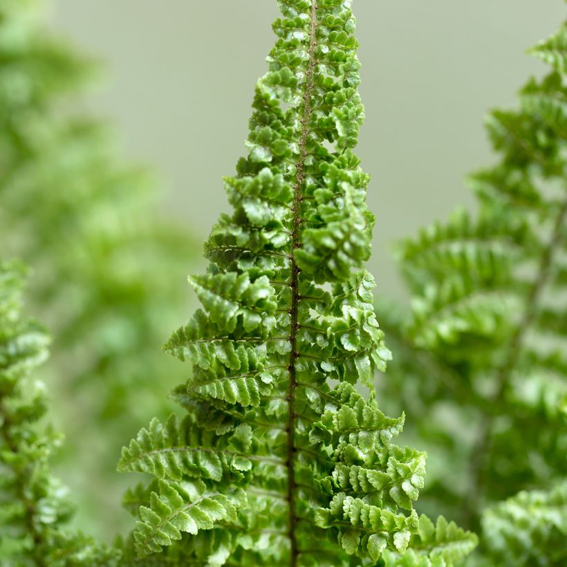Felce di Boston Cotton candy - Nephrolepis exaltata (Fogliame)