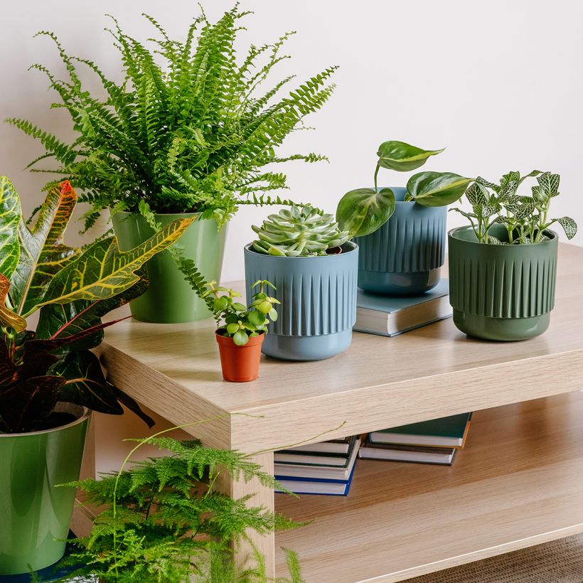 Felce di Boston Green Fantasy - Nephrolepis exaltata (Porto)