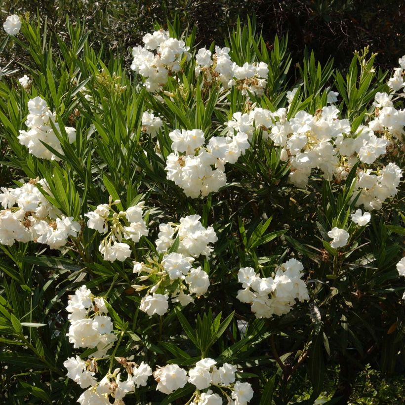 Nerium oleander White - Oleandro (Plant habit)