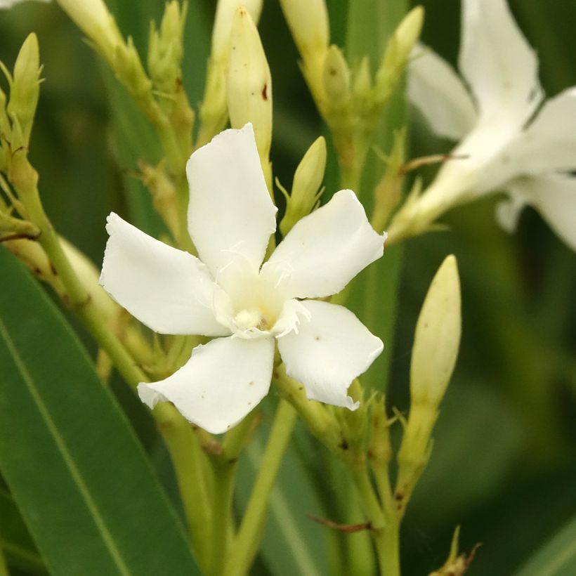 Nerium oleander White - Oleandro (Fioritura)