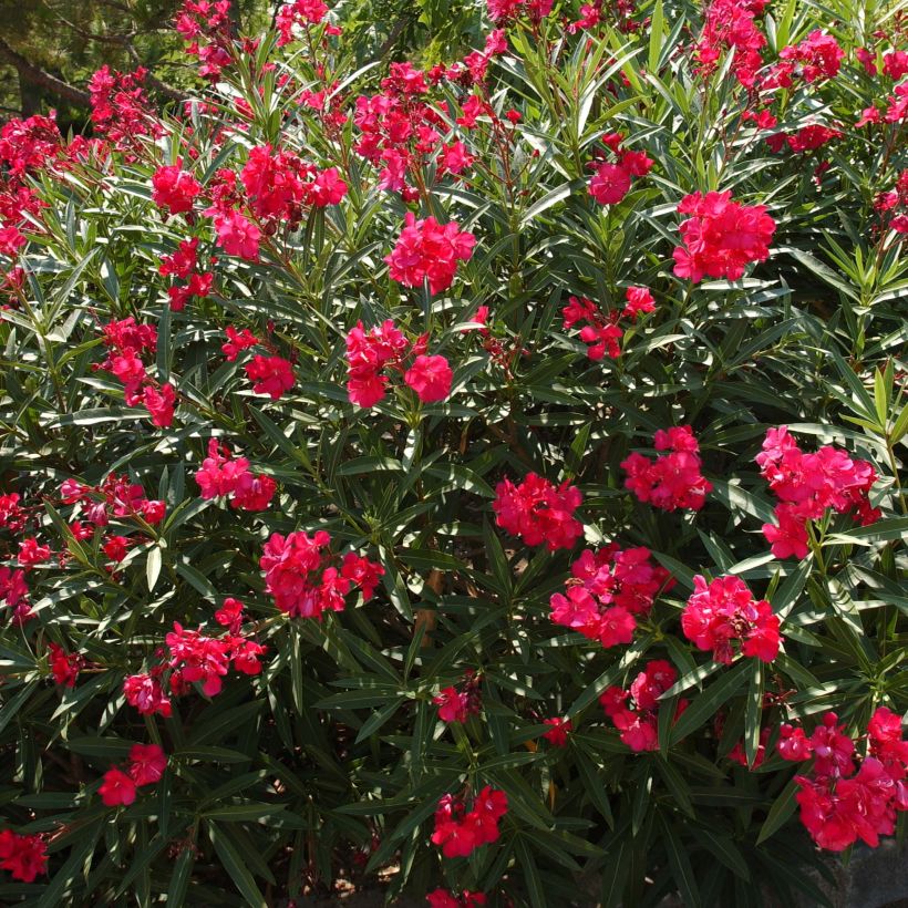 Nerium oleander Double Red - Oleandro (Plant habit)
