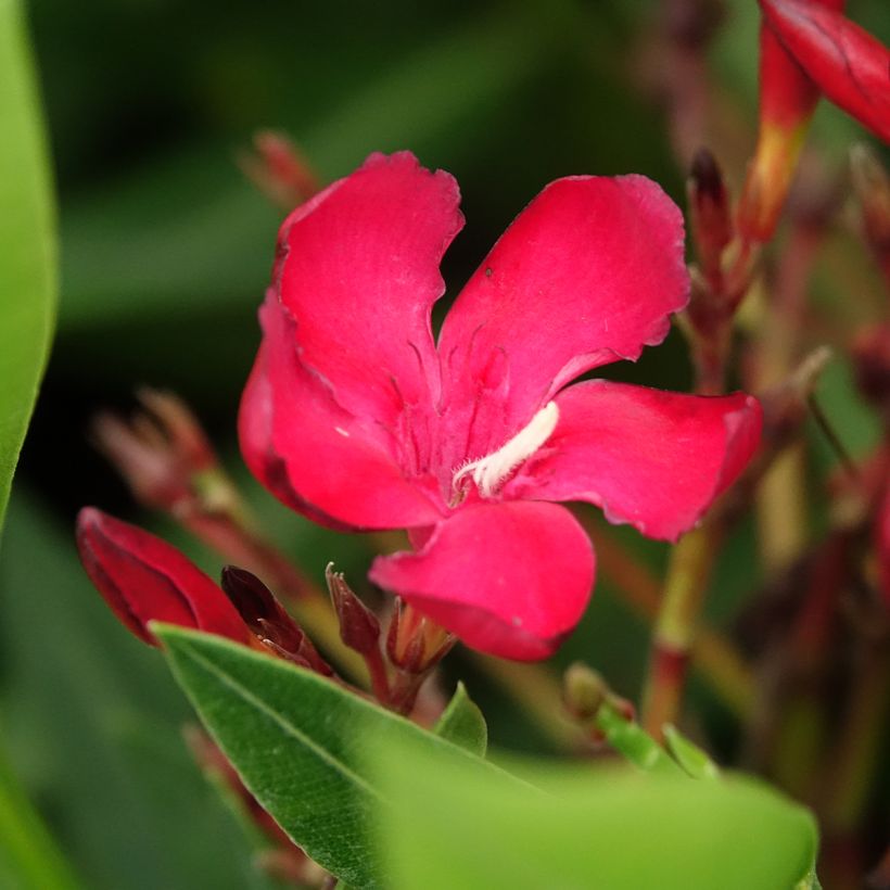 Nerium oleander Simple Red - Oleandro (Fioritura)