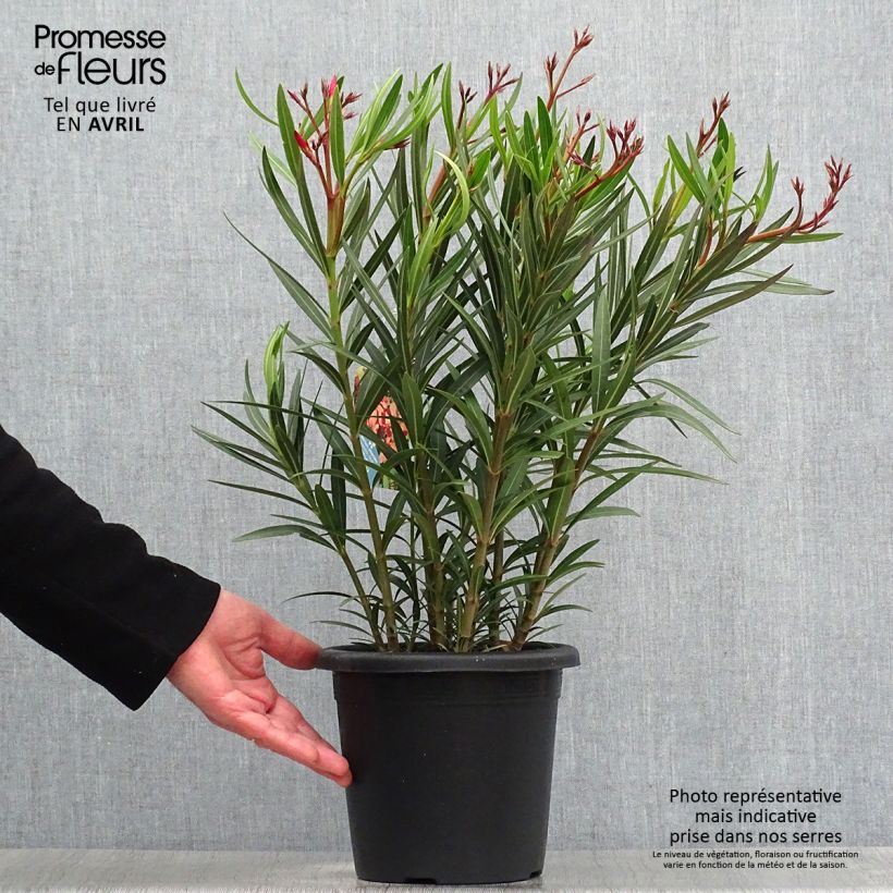 Nerium oleander Soleil Levant - Oleandro Vaso da 3L/4L, A cespuglio esemplare consegnato in primavera