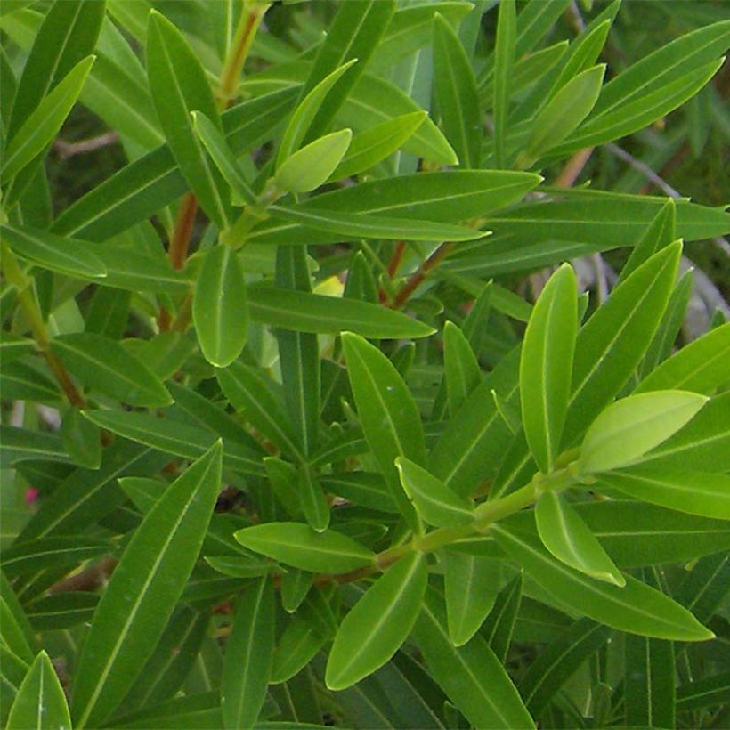 Nerium oleander - Oleandro (Foliage)