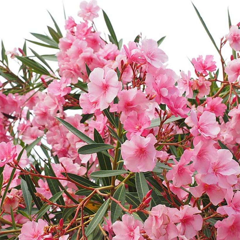 Nerium oleander - Oleandro (Flowering)