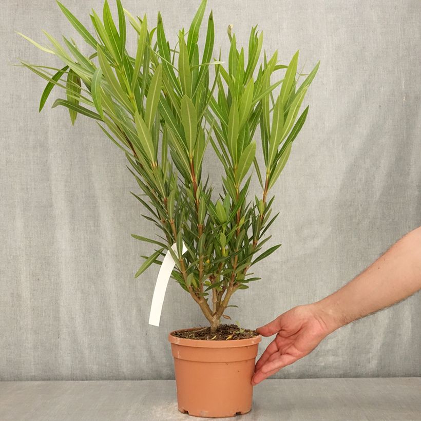 Esemplare di Nerium oleander Provence - Oleandro Vaso da 3L/4L, A cespuglio consegnato in estate