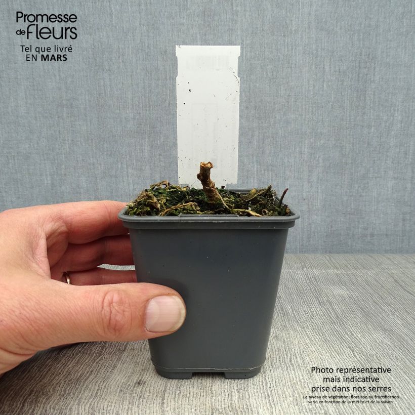 Tabacco glauco Vasetto da 8/9 cm esemplare consegnato in primavera