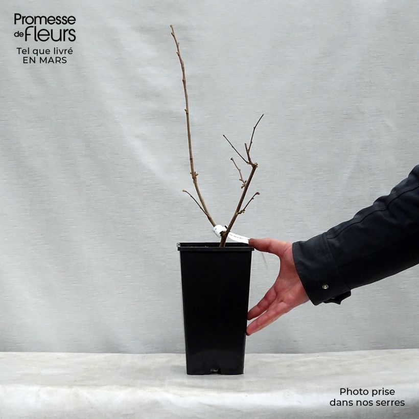 Corylus maxima Géant de Halle - Nocciolo lungo Vaso da 2L/3L esemplare consegnato in primavera