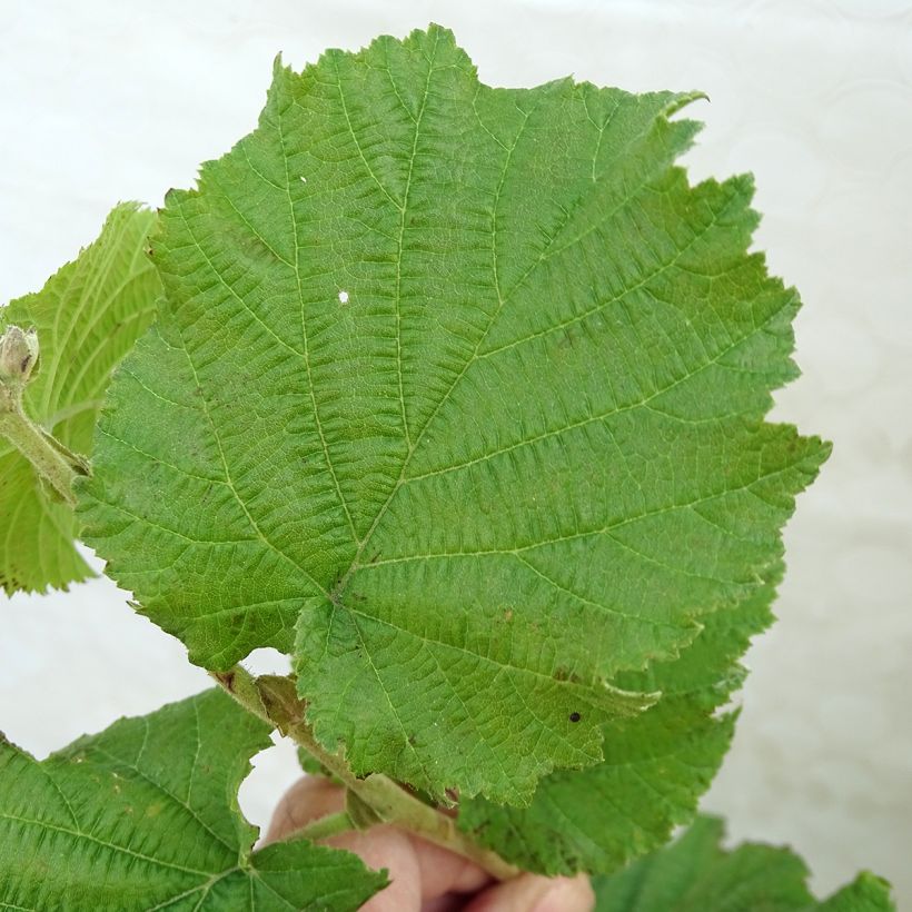 Corylus maxima Géant de Halle - Nocciolo lungo (Fogliame)